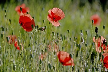 COQUELICOT