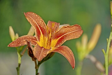 Obraz premium HEMEROCALLE