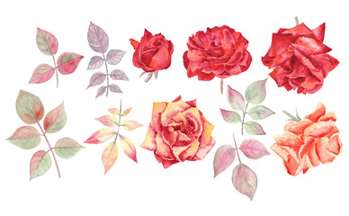 Bright set of scarlet and orange roses and leaves. Watercolor hand painted illustration, Autumn color range. 