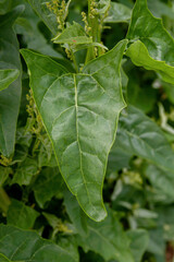 Spinach plant green leaf