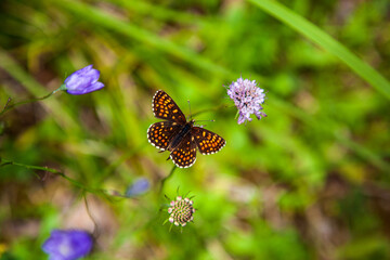 butterfly Melitaea diamina. Dorsal side. False Heath Fritillary, butterfly from the family of Nymphalidae. european alps, germany, Bavaria