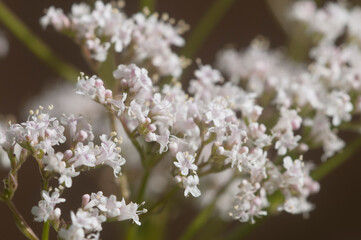 Valerian flower (Valeriana officinalis)