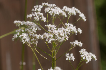 Valerian flower (Valeriana officinalis)