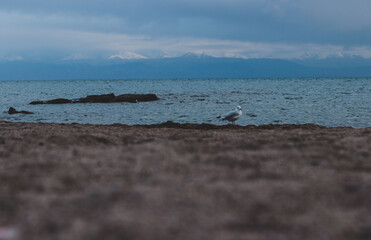 Seagulls on Sand Beach