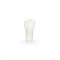 Plaster model of a maxillary canine tooth