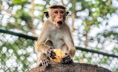 Monkey Ceylon portrait macaque Sri Lanka