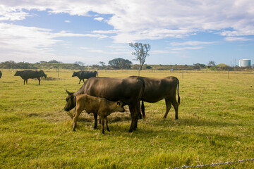 黒島の石垣牛