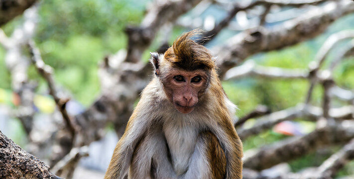 Monkey Ceylon portrait macaque Sri Lanka