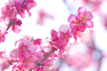 Fototapeta na wymiar Scientific name is Prunus mume.English name is Japanese apricot.