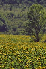 Obraz premium field with sunflower. seed-rich harvest