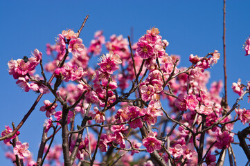 Scientific name is Prunus mume.English name is Japanese apricot.