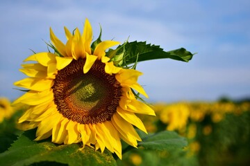 sunflower in blooming period. seed-rich harvest