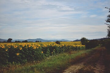 field with sunflower. seed-rich harvest