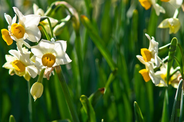 Scientific name is Narcissus tazetta var. chinensis.