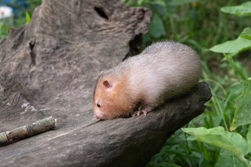 Mole rat or Large bamboo rat in the garden