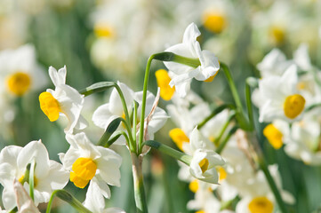 Scientific name is Narcissus tazetta var. chinensis.