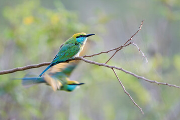 Little Green Bee-eater - Merops orientalis, beautiful colored bee-eater from Sri Lankan forests and bushes, Sri Lanka.