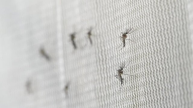 Aedes aegypti Mosquito on white mosquito wire mesh