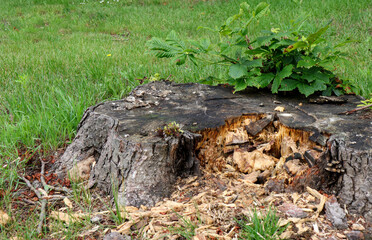 Frisches Grün aus altem Baumstumpf