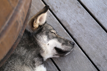 Photo of a beautiful dog on the street