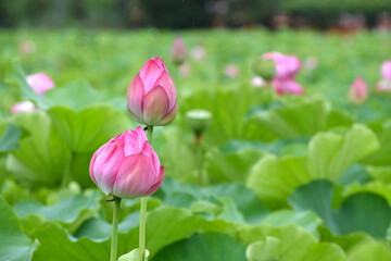 Fototapeta premium 雨が降る東京上野の不忍池のハスの花