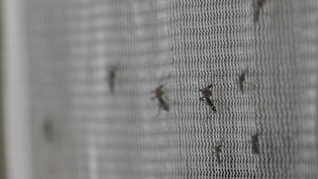 Aedes aegypti Mosquito on white mosquito wire mesh