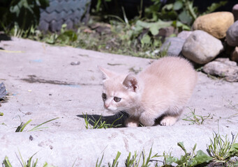 a small red kitten walks in the yard of the house
