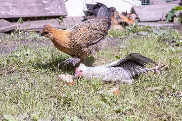 legbar chickens walk in the courtyard of a rural house