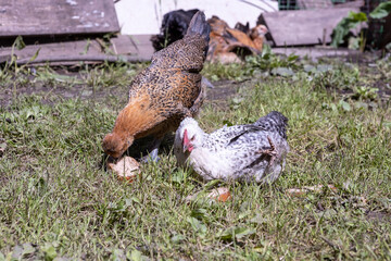 legbar chickens walk in the courtyard of a rural house