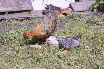 legbar chickens walk in the courtyard of a rural house
