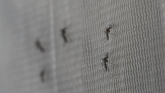 Aedes aegypti Mosquito on white mosquito wire mesh
