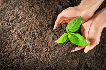 Young sapling growing in soil