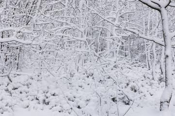 Fototapeta na wymiar Snowcovered trees in winter forest
