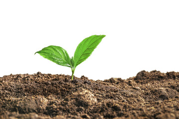 Young sapling growing in soil
