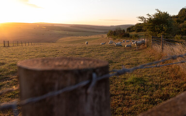 Sheep grazing under a sunrise in the South Downs. 