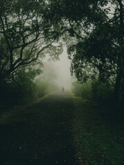 Fototapeta premium fog in the forest