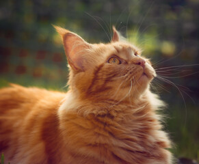 Female red solid maine coon cat lying on green grass and looking up. Beautiful brushes on ears. Closeup profile view
