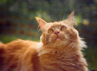 Female red solid maine coon cat lying on green grass and looking up. Beautiful brushes on ears. Closeup profile view. Toned color