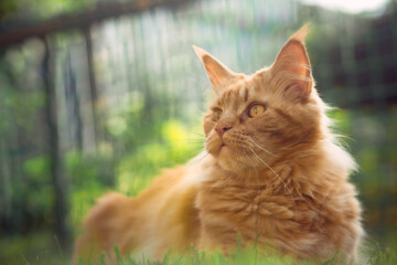 Female red solid maine coon cat lying on green grass. Beautiful brushes on ears. Closeup profile view