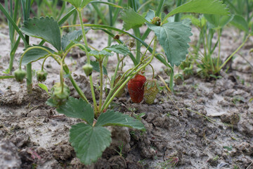 red strawberries on a branch