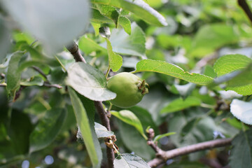 an unripe green apple on a branch