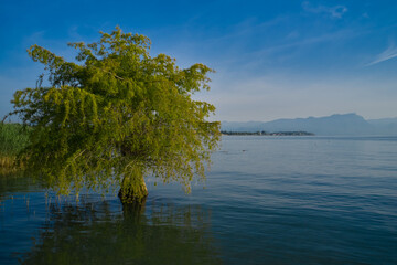 Tree growing in the water of Sirmione, Lake Garda, Italy. Aerial view. In the background a lake, mountains