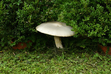 The mushroom Agaricus campestris grows in the field to large dimensions under green bush 