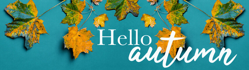 Hello autumn banner panorama - Background, Top view of many different colorful autumnal fallen colorful abstract maple leaves isolated on blue turquoise paper texture