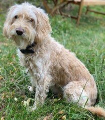 jack russell terrier