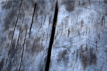 Photo of a macro texture of an old tree
