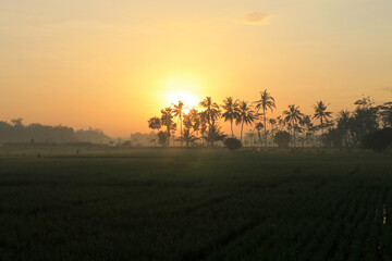 
the sun rises, in the morning, shines, in the sunny sky, above the rice fields, between the trees, mountains, valleys, hills, morning mist