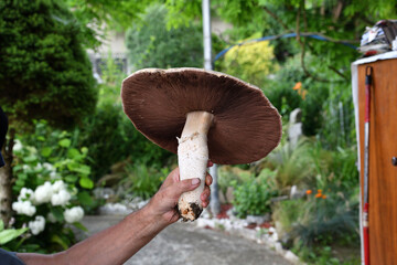 An extraordinarily large fungus  agaricus campestris found in Slovakia in Bardejov with a hat diameter of up to 37 cm