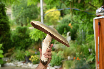 An extraordinarily large fungus  agaricus campestris found in Slovakia in Bardejov with a hat diameter of up to 37 cm