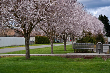 This is a row of spring blooming cherry blossom trees in a small town along an alley with a park bench.